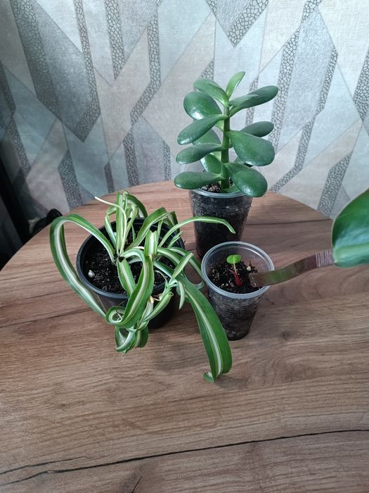 Толстянка, хлорофитум, филодендрон