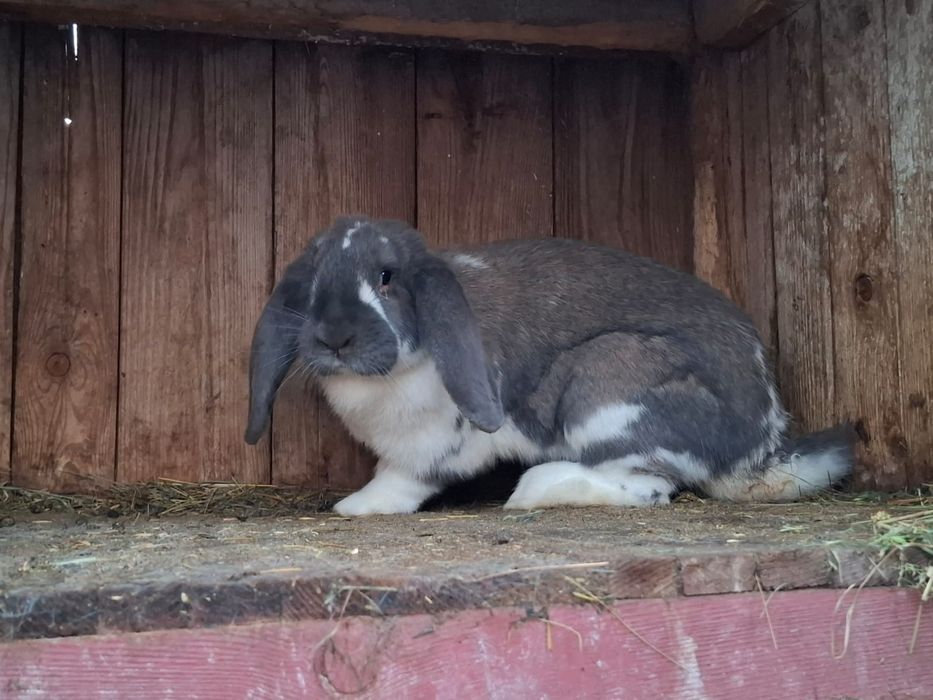 Vând iepuri uriaș german