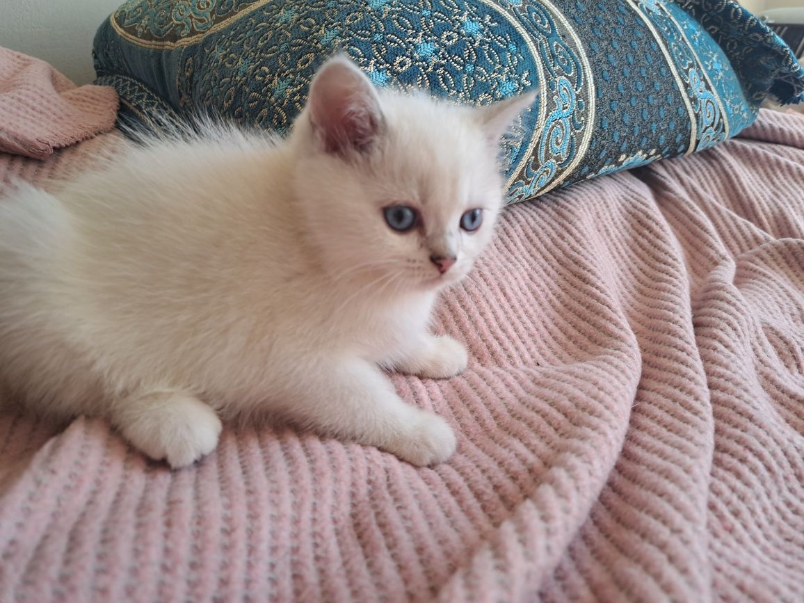Котенца шотландски/британски