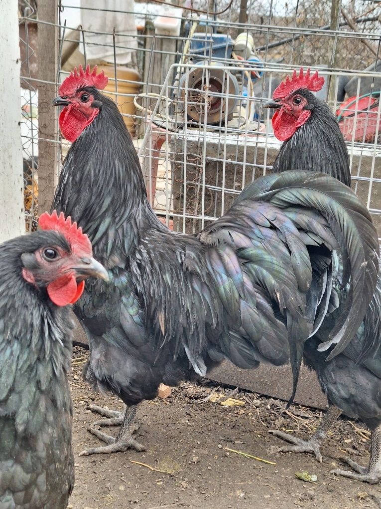 Vând cocosi australorp