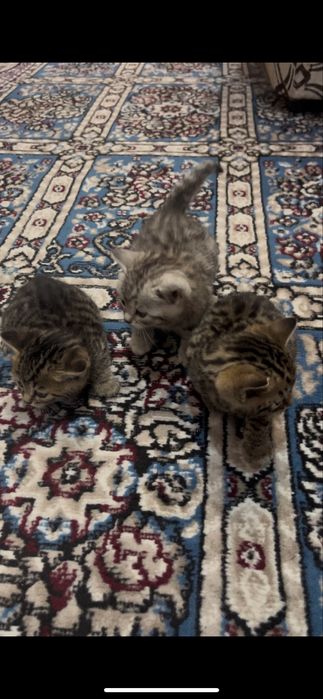 Продам породистых котят
