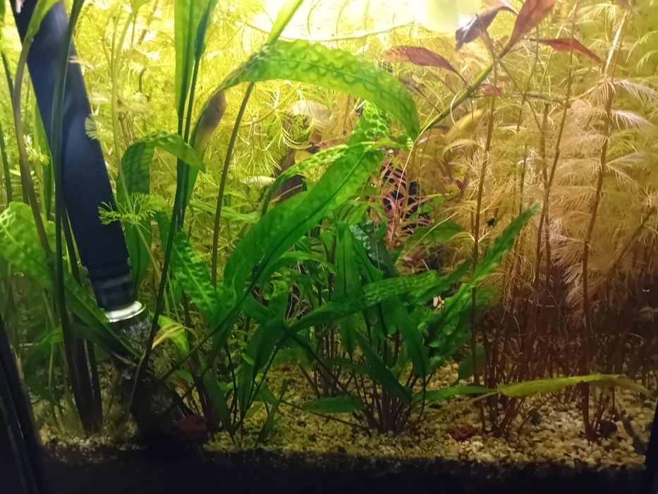 Plante acvariu Constanța