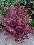 Копросма (Coprosma 'Eclipse')