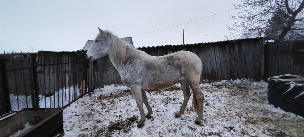 Продам кобылу 8 лет