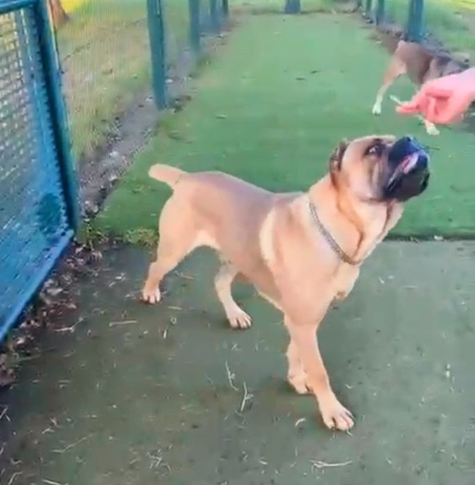 Mascul Cane Corso Formentino cu pedigree FCI, 1 an, dresat