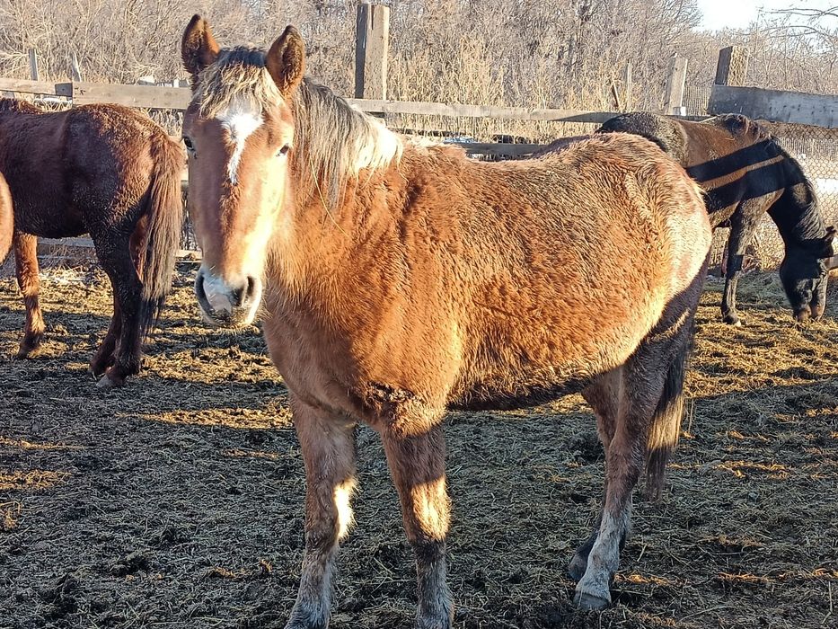 байтал сатылады семыз жемде тур