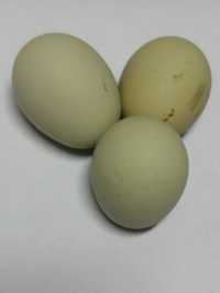 Оплодени яйца от екзотични кокошки