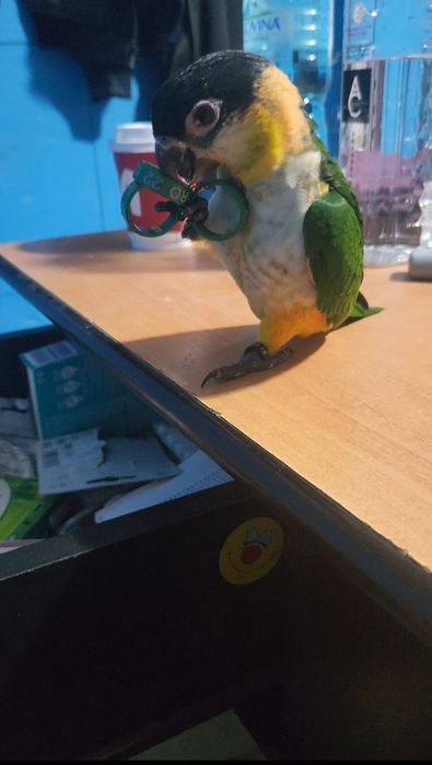 Pui papagali Caique cap negru/ sapca neagra