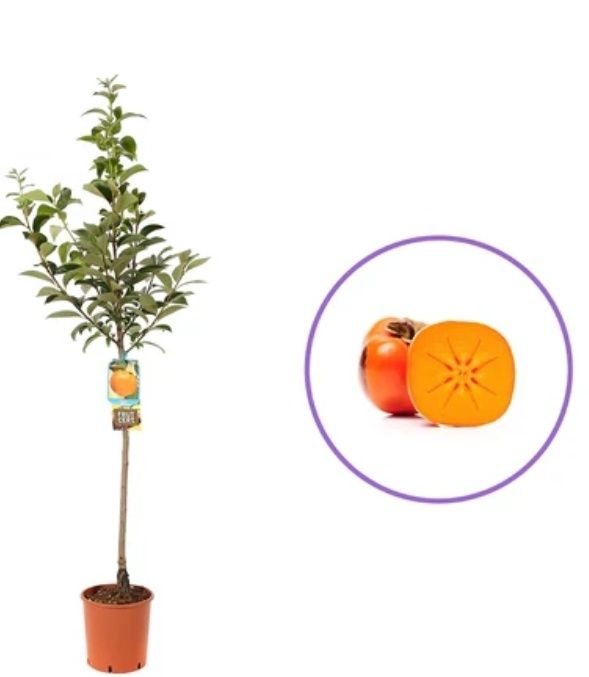 Kaki La Ghiveci (Diferite Soiuri )