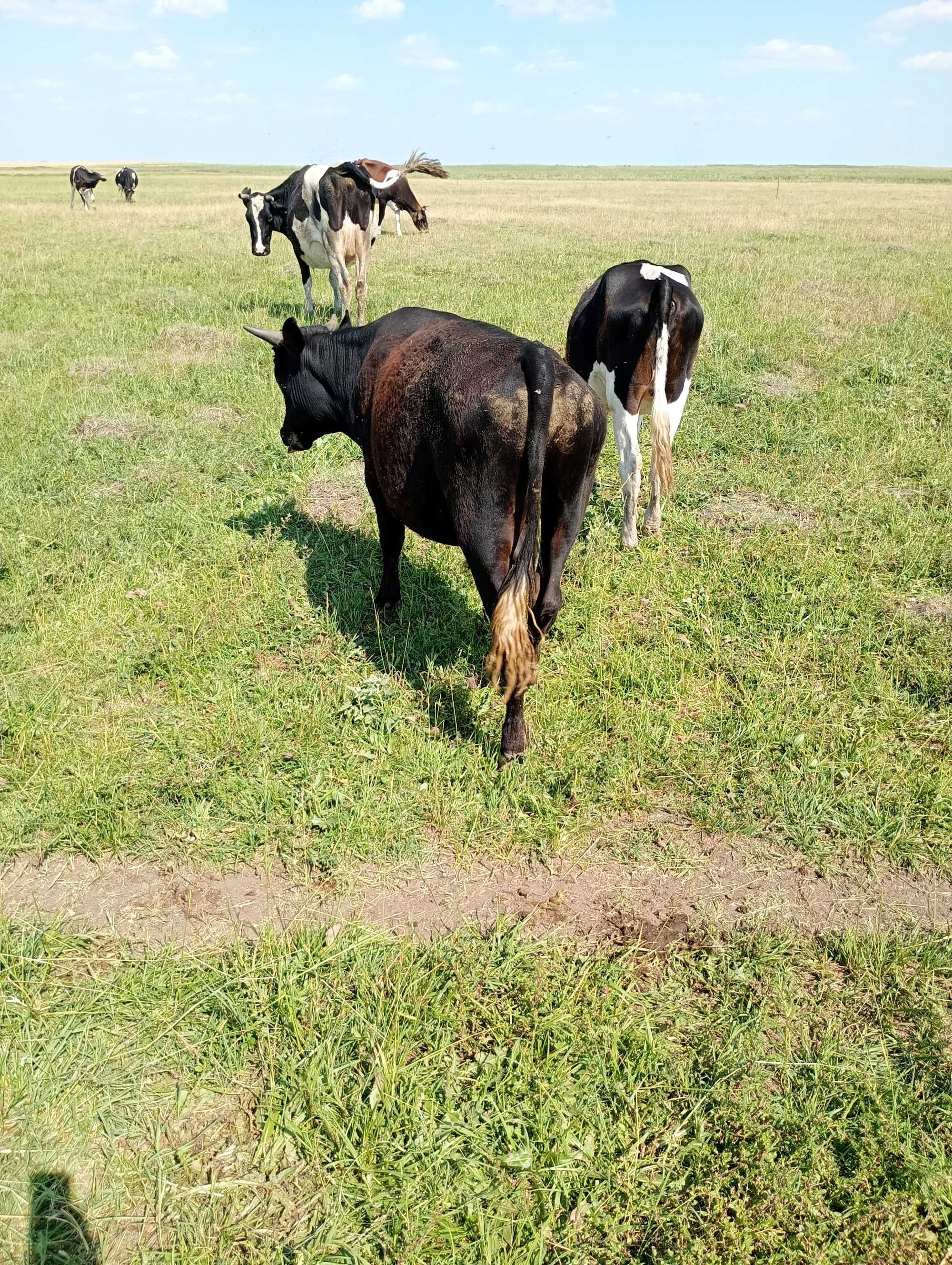 Vitei mari la 100 150/200 kg in carcasă sau in viu