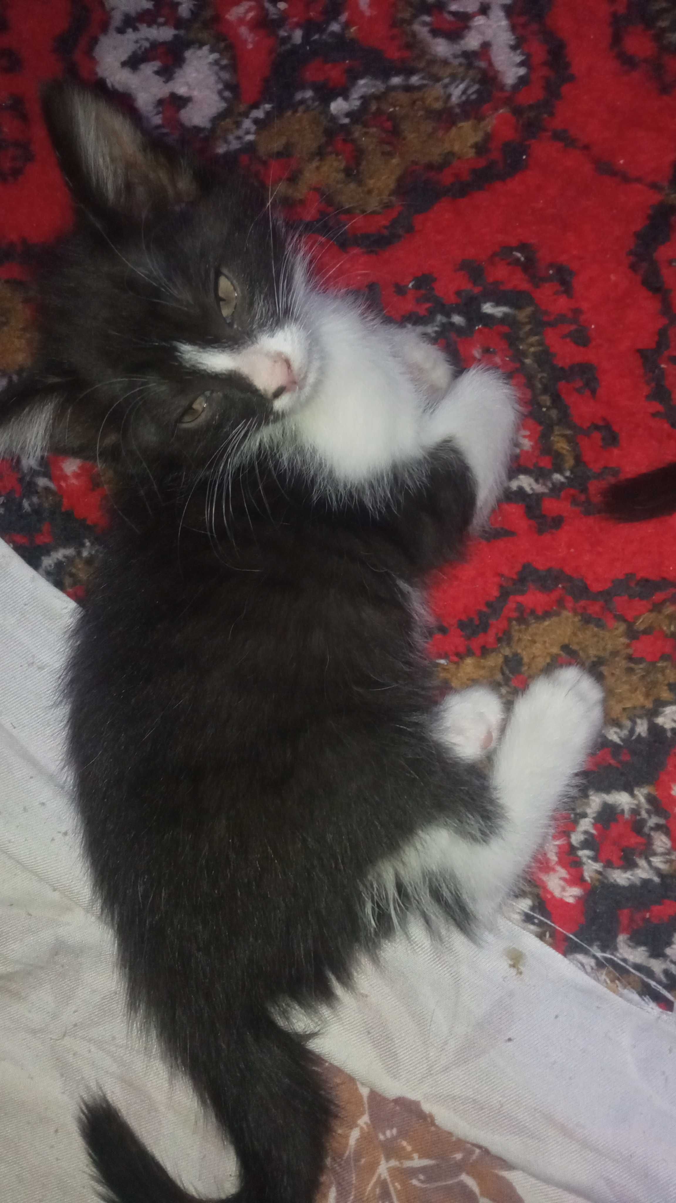 Котята 2 месяца мальчик и девочка