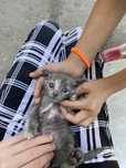 Котенок, мальчик, очень тактильный