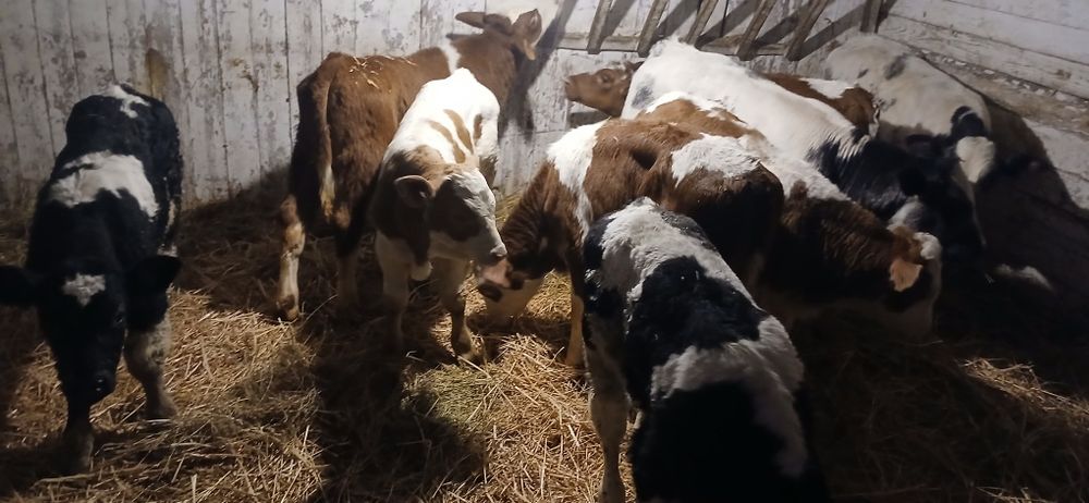 Vând viței baltati și belgienii