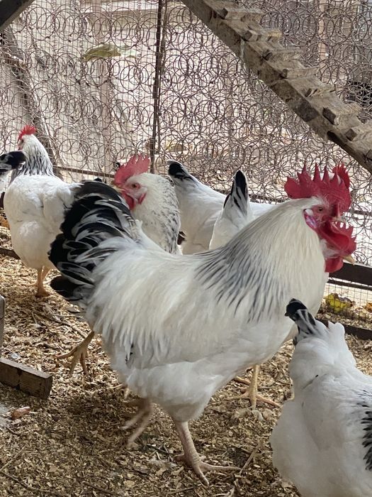 Цыплята/ Адлерский серебристый зотли жўжалар