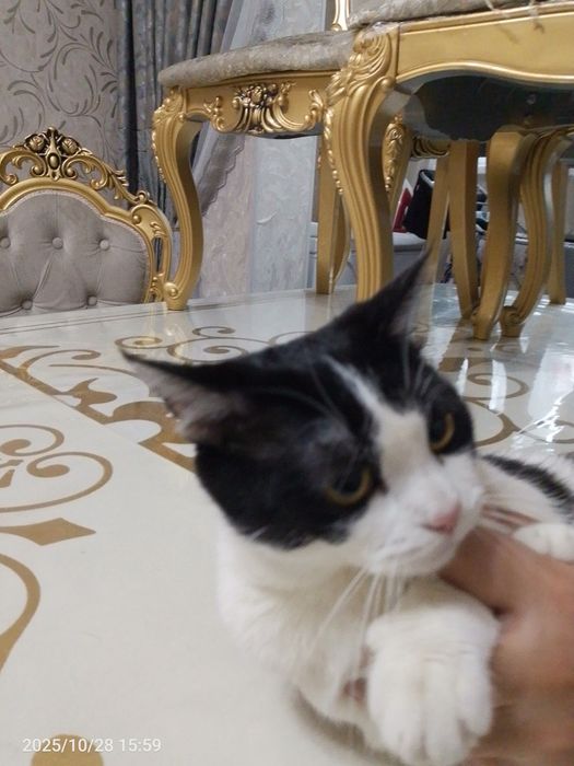 Кошка злой кошка