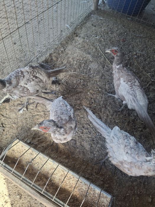 Vând sau schimb fazani comuni pe albastru