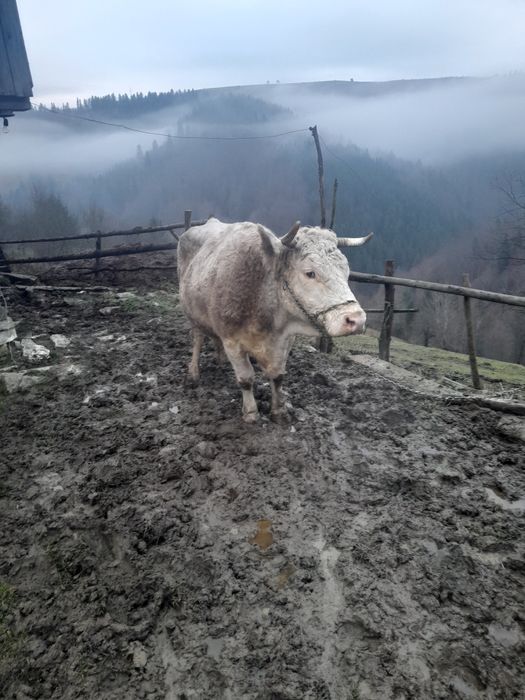 Vând vacă de 6 ani