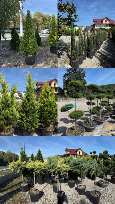 Vand plante ornamenatale de calitate extra