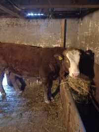 Vand vitei angus -13 luni și baltata romaneasca 3 luni