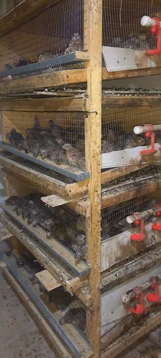 Тайёр (бедана ферма) бизнес сотилади