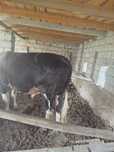 Bu buqa jaydari 3 yoshar taxminan 450 500atrofida qilib qoladi tozamol