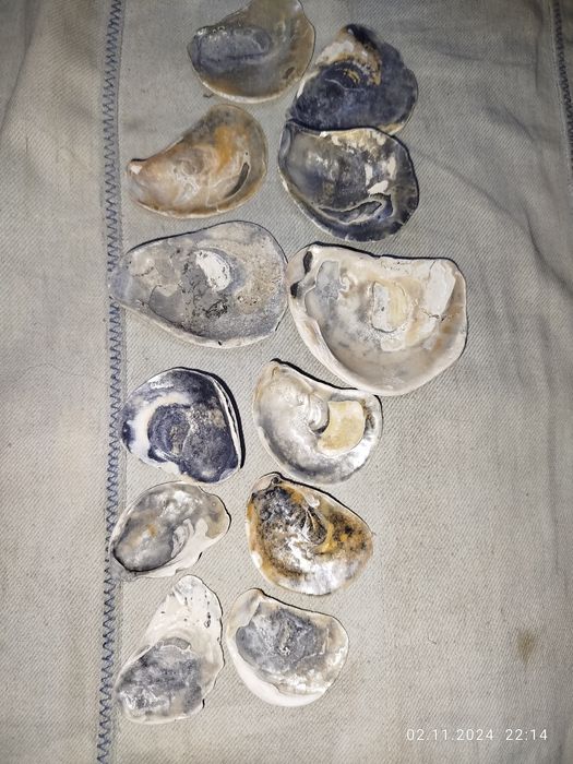 Ракушки натуральные