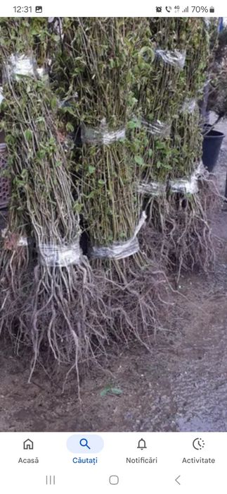 Vîsnd puiet de carpen pentru gard viu