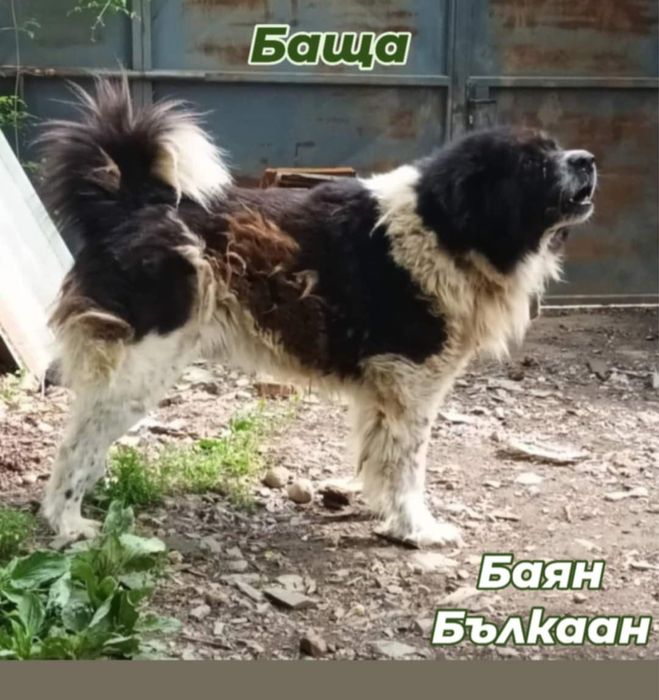 Каракачанка / Българско овчарско куче с родословие