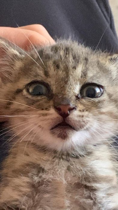 Котенку срочно нужен дом