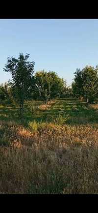 Продается Своя земля на ТашМоре 1,2 Гектара с садом