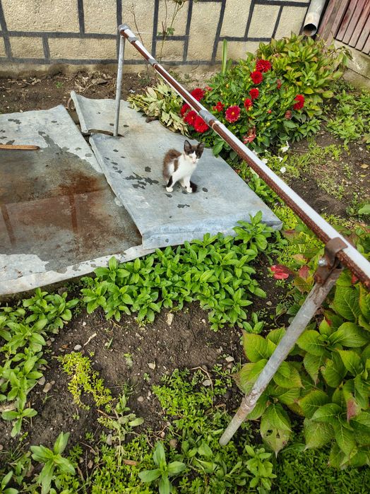 Ofer spre adopție 3 pisicuțe. Cel maroniu și cel alb sunt motănei.