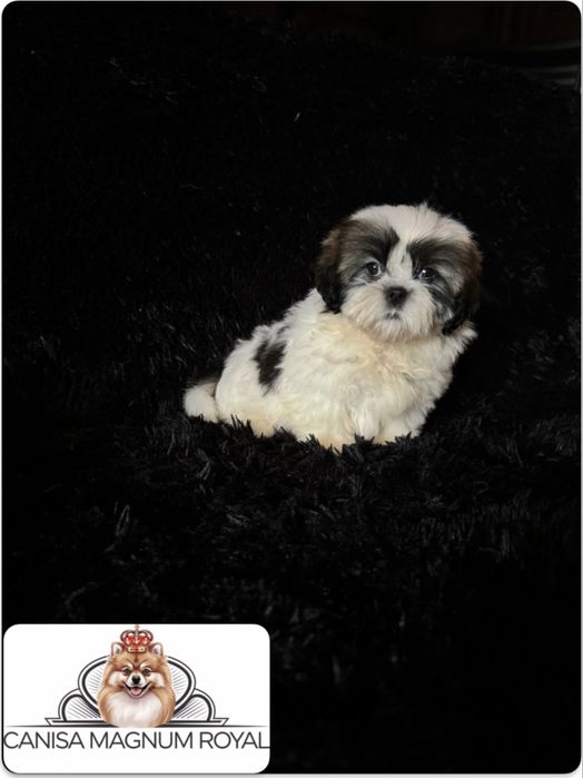 ShihTzu mini toy