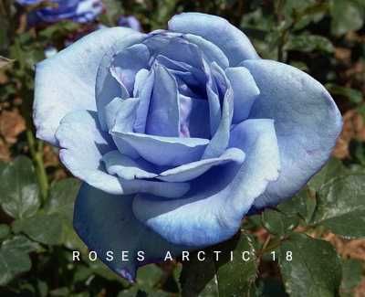 Синя роза в саксия