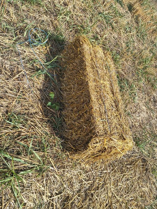 Vând Baloți de paie