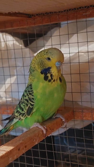 Волнистый попугай мальчик