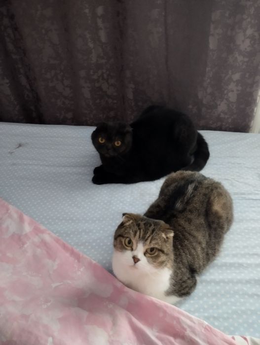 Срочно отдам кошек веслоухие шотландцы