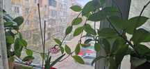 Продам цветущую Хою розовую красивые цветы.