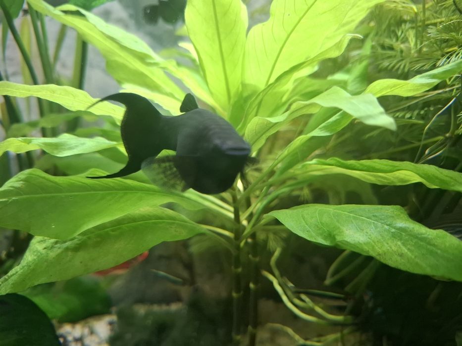 Vand sau schimb pesti Black molly lyra sau poecillia