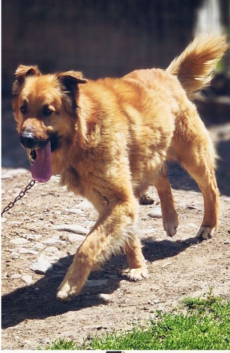 Donez labrador cu ciobanesc german