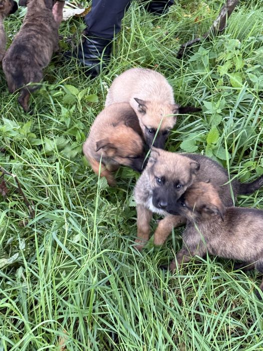 Donez cățeluși metis