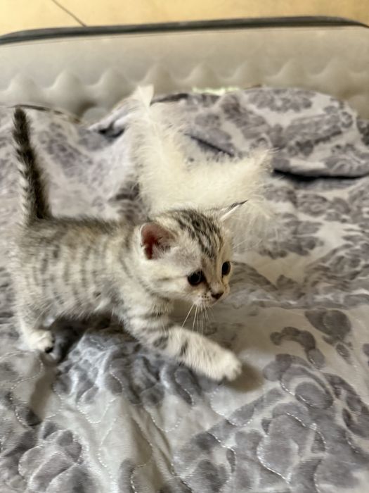Котята шотланские