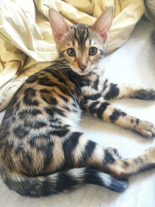 Котята породы Бенгал
