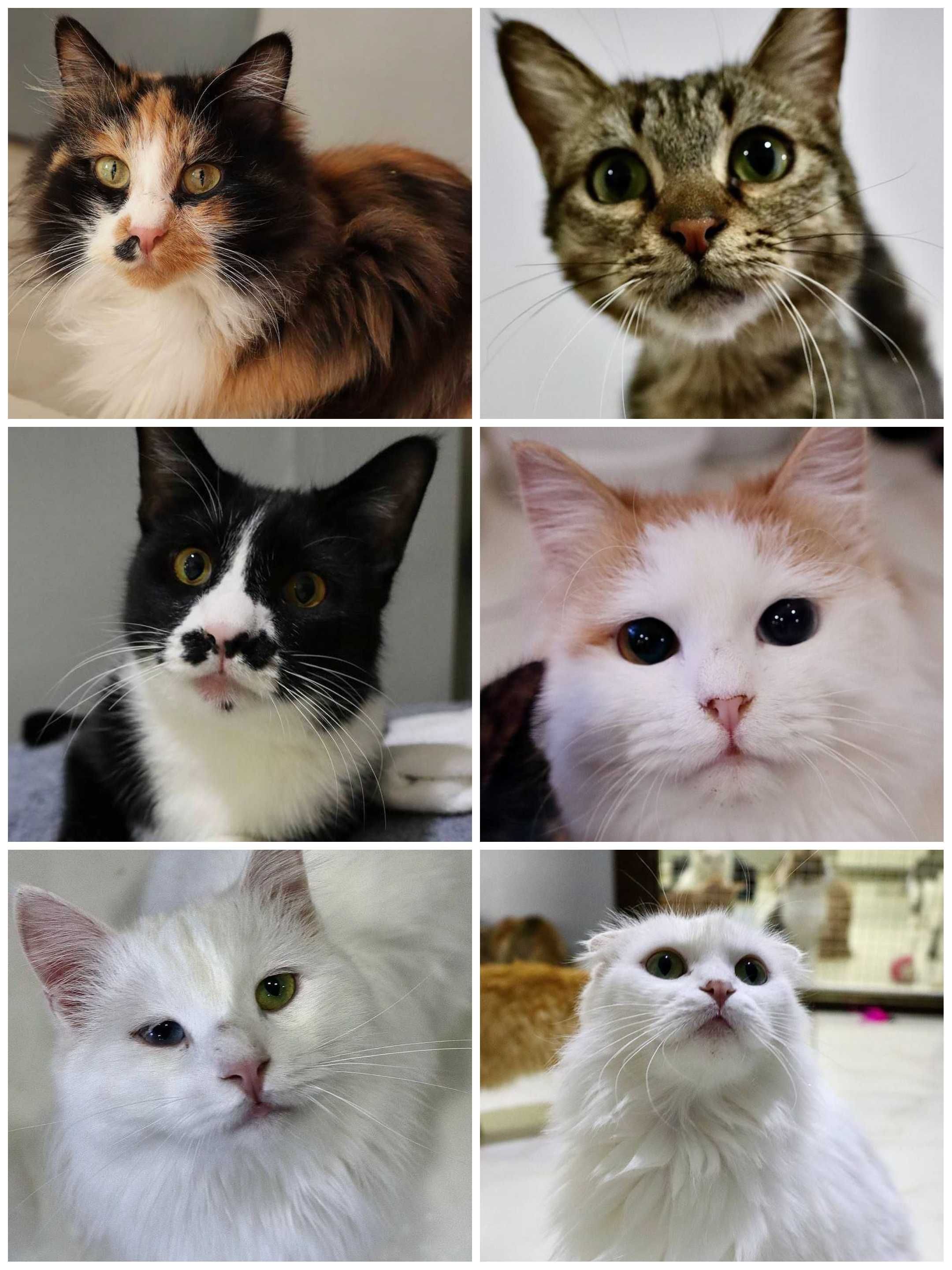 Кошечки и котики в добрые и надёжные руки