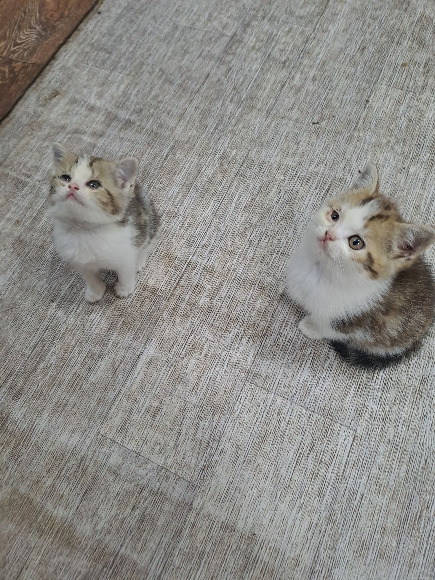 Котята бесплатно