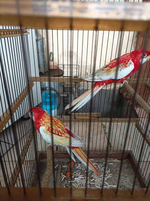 Птицы.тоти.рубиновые