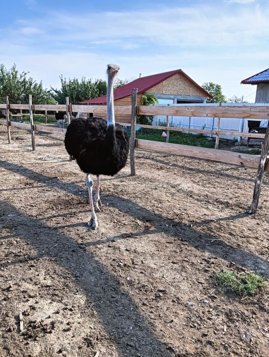 Vand struti masculi si femele