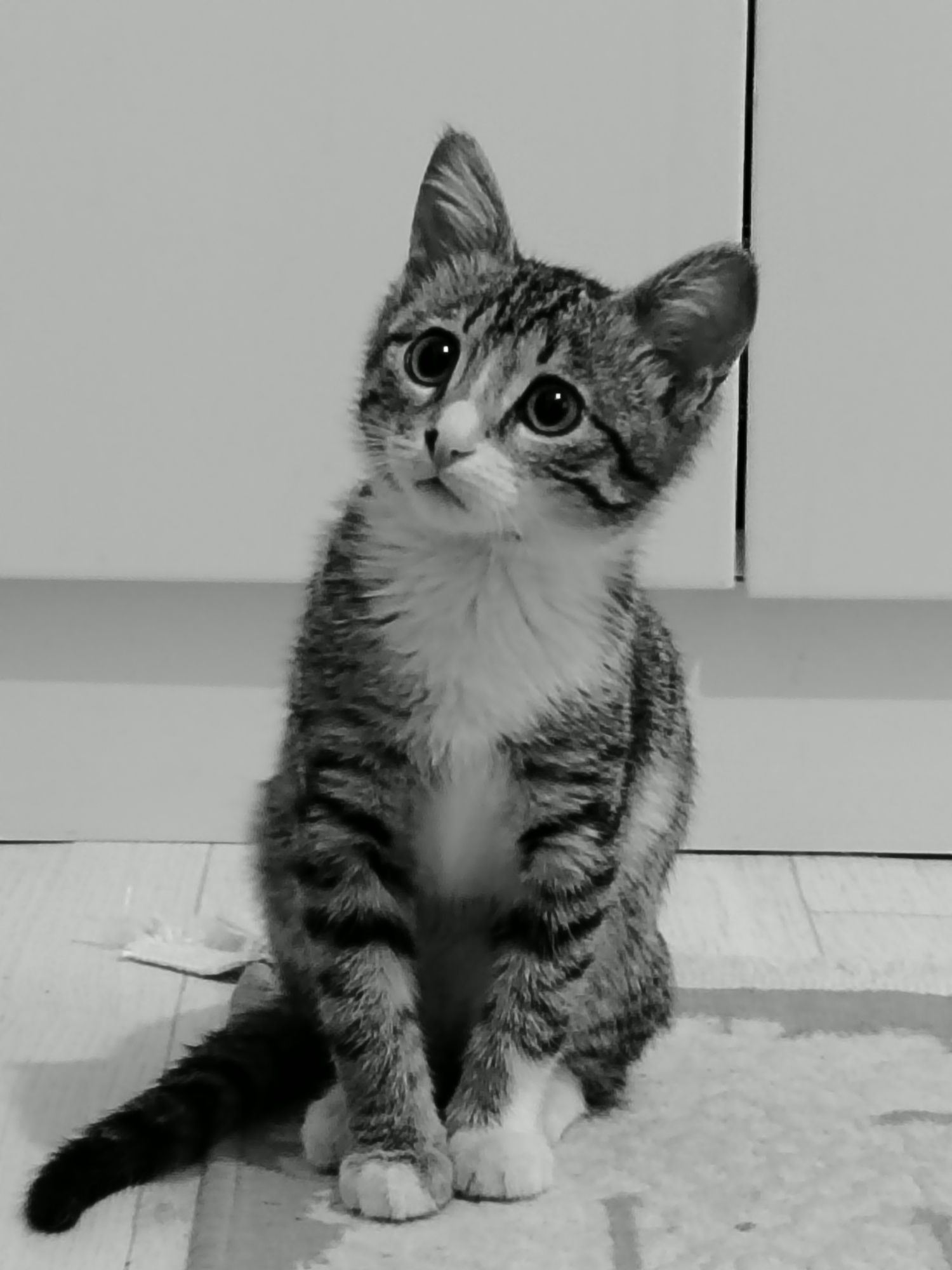 Отдам котенка девочку