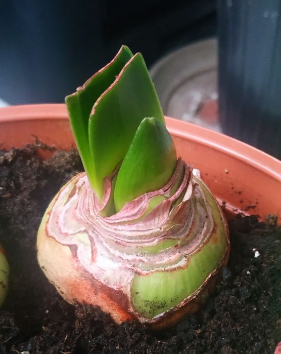 Продам гиппеаструм