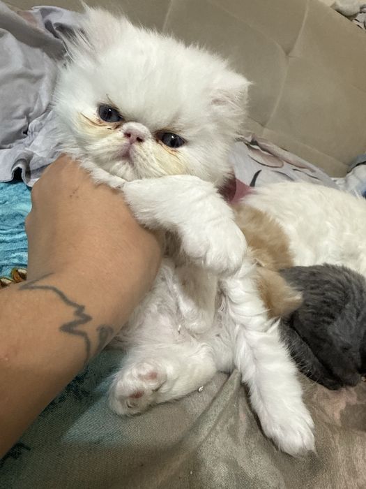 Pui pisică persană