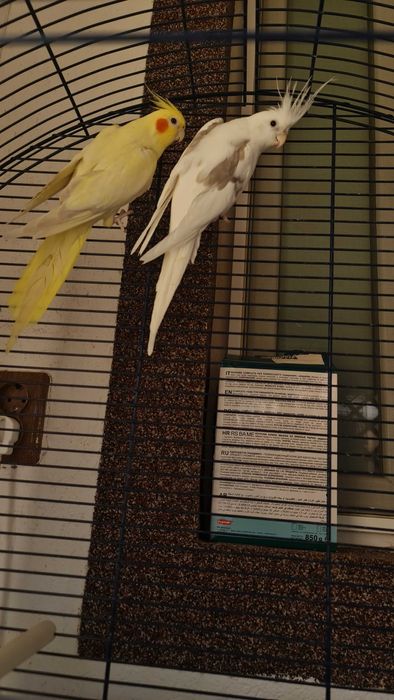 Vand papagali nimfa,mascul si femela+colivie mare!